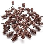 3348426348 Sun Growt Alder Cones Lowers Ph For Shrimps 689819126844