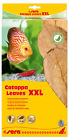 4001942452458 Sera Catappa Leaves Xxl Cm Pcs Freshwater Aquarium