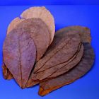 4712304651043 Tantora Catappa Leaves Indian Almond Leaf Ketapang