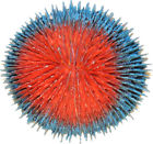 Cd-02ppf Aquatop Aquatic Supplies Coral Decor 819603017984