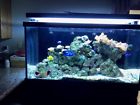 S-500 Red Sea Aquarium Gallon With All Equipment For Set Up