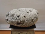 Natural Large White Coral Fossil, Ocean Salt Water Heavy, Fish Tank 8.75 Lbs. Fixed Price $315.00.