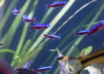 Seachem Stability Aquarium Treatment 250ML Freshwater Marine Stabilizer. Fixed Price $13.95.