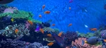 Calm And Relaxing Peaceful Video Screen Saver Fish Tank Aquarium Pc Computer. Fixed Price $5.99.