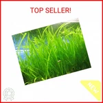 Marcus Fish Tanks 6 Jungle - Vallisneria Live Aquarium Freshwater Pla. Fixed Price $20.90.