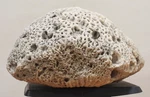 Natural Large White Coral Fossil, Ocean Salt Water Heavy, Fish Tank 9 Lbs. Fixed Price $315.00.