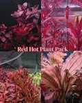 Red Hot Pack Live Aquatic Plants Fish Tank Shrimp Aquarium. Fixed Price $65.00.
