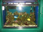 Used Saltwater And Reef Aquarium Including All Required Accessories. Fixed Price $542.00.