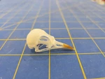 PS30 Zoo Bred Song Thrush Bird Skull Taxidermy. Fixed Price $24.95.