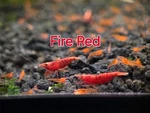 Fire Red Live Shrimp For Aquarium Healthy Tank Freshwater. Fixed Price $115.00.