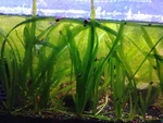 5 Plants Jungle Vals Vallisneria Live Freshwater Aquarium Fish Tank Sag. Fixed Price $12.00.