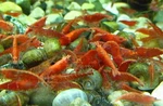 25 Pack - Red Cherry Shrimp Live Freshwater Aquarium Tank Fish. Fixed Price $44.99.