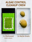 Duckweed & Nerite Snails Natural Algae Eaters Aquarium Tank Cleanup Crew Plants. Fixed Price $10.99.
