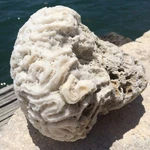 Natural Large Caribbean White Coral Fossil, Ocean Salt Water Heavy, Fish Tank. Fixed Price $75.00.