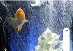 Seachem American Cichlid Salt 1 Lb Ships Out Same/next Day From Us. Fixed Price $19.99.