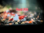 10+2 Pack Red Rili Shrimp High Grade Neocaridina Freshwater Tank Aquarium. Fixed Price $50.00.
