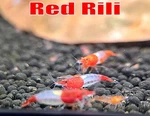 Red Rili Shrimp Live For Aquarium Healthy Tank Aquatic Freshwater. Fixed Price $100.00.