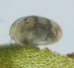 Ostracods (50+) - Live Seed Shrimp Aquarium Algae Control And Cleanup Crew. Fixed Price $9.99.