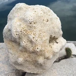 Natural Large Caribbean Coral Fossil, Ocean Salt Water Heavy, Fish Tank. Fixed Price $500.00.