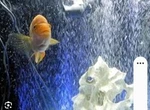 Seachem American Cichlid Salt 9 Oz. Ships Out Same/next Day From Us. Fixed Price $11.75.