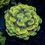 3-PACK Assorted Gold Hammer Coral Aquacultured Single Head Frags. Fixed Price $99.99.
