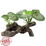 Qiqiwader Aquarium Driftwood Decor, Natural Fish Tank Betta Hideout. Fixed Price $20.00.