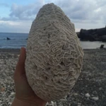 Natural White Caribbean Brain Coral Fossil, Ocean Salt Water Heavy, Fish Tank. Fixed Price $160.00.